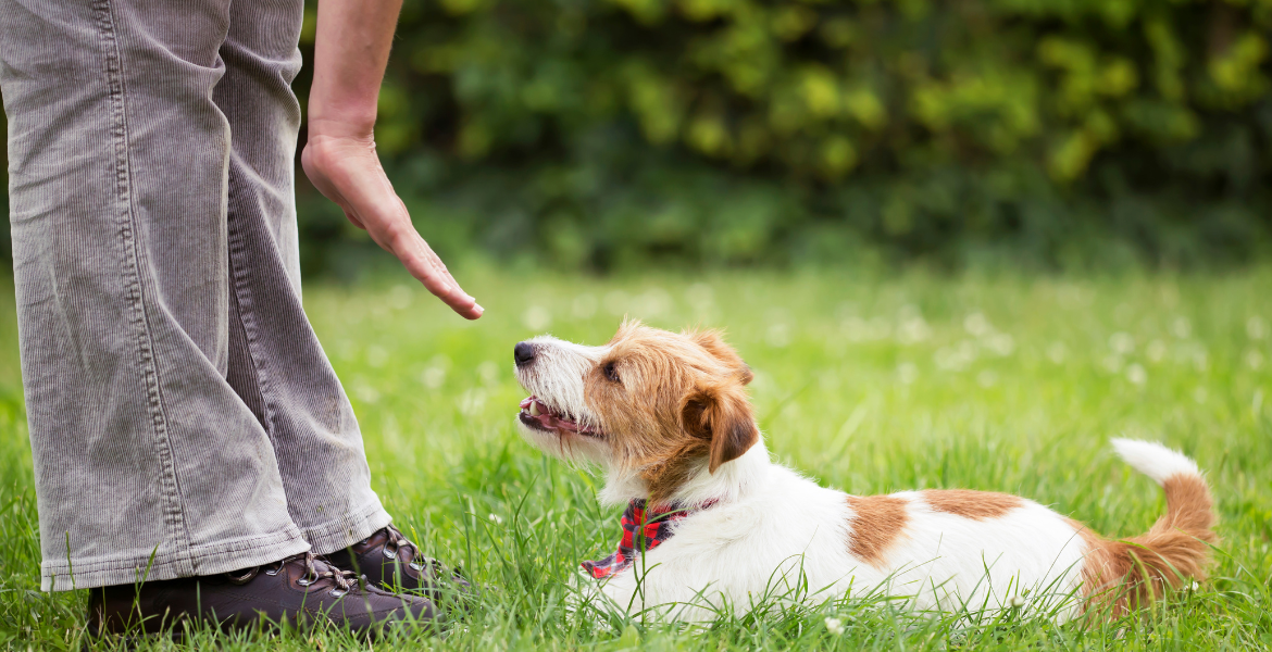 Ev Hayvanları Eğitimi (pet hayvanları)